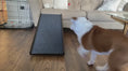 Load and play video in Gallery viewer, PawRamp – The #1 Vet-Recommended Way to Protect Your Dog’s Back & Joints