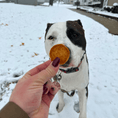Load image into Gallery viewer, Holiday Chips for Dogs