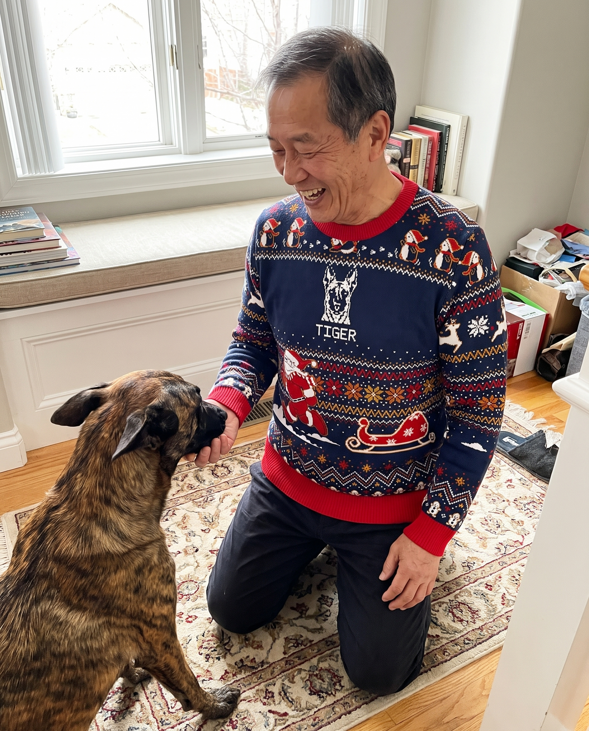 Custom Pet Knitted Holiday Sweater - Santa's Sleigh Blue - worn at home with a custom Dutch Shepherd portrait named TIGER | Alpha Paw