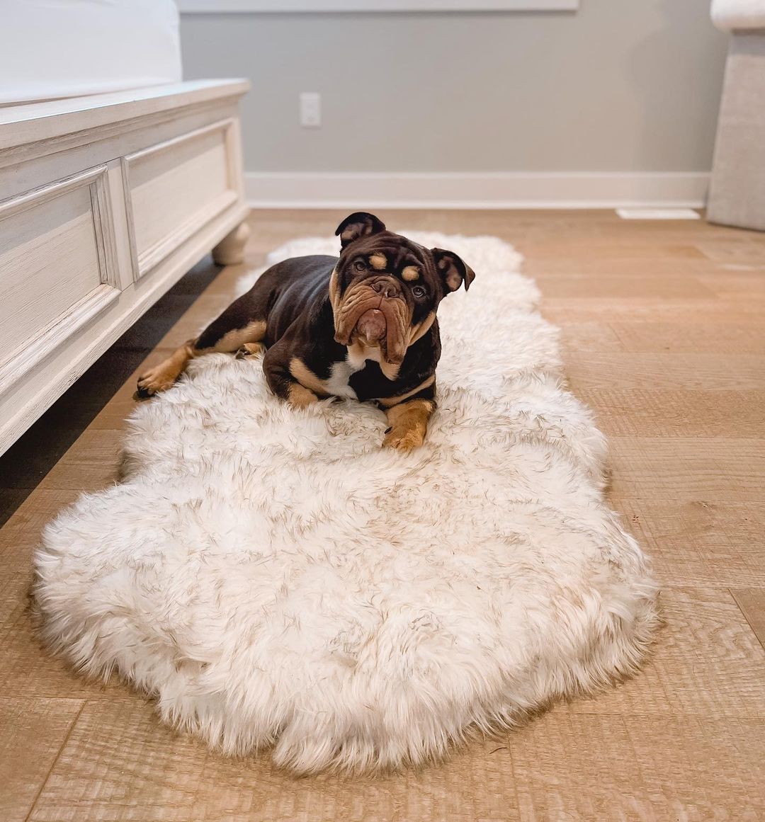 PupRug™ Runner Faux Fur Memory Foam Dog Bed - Curve White with Brown Accents