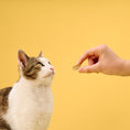 Load image into Gallery viewer, BoneItUp® Cat Edition Homemade Treats Kit
