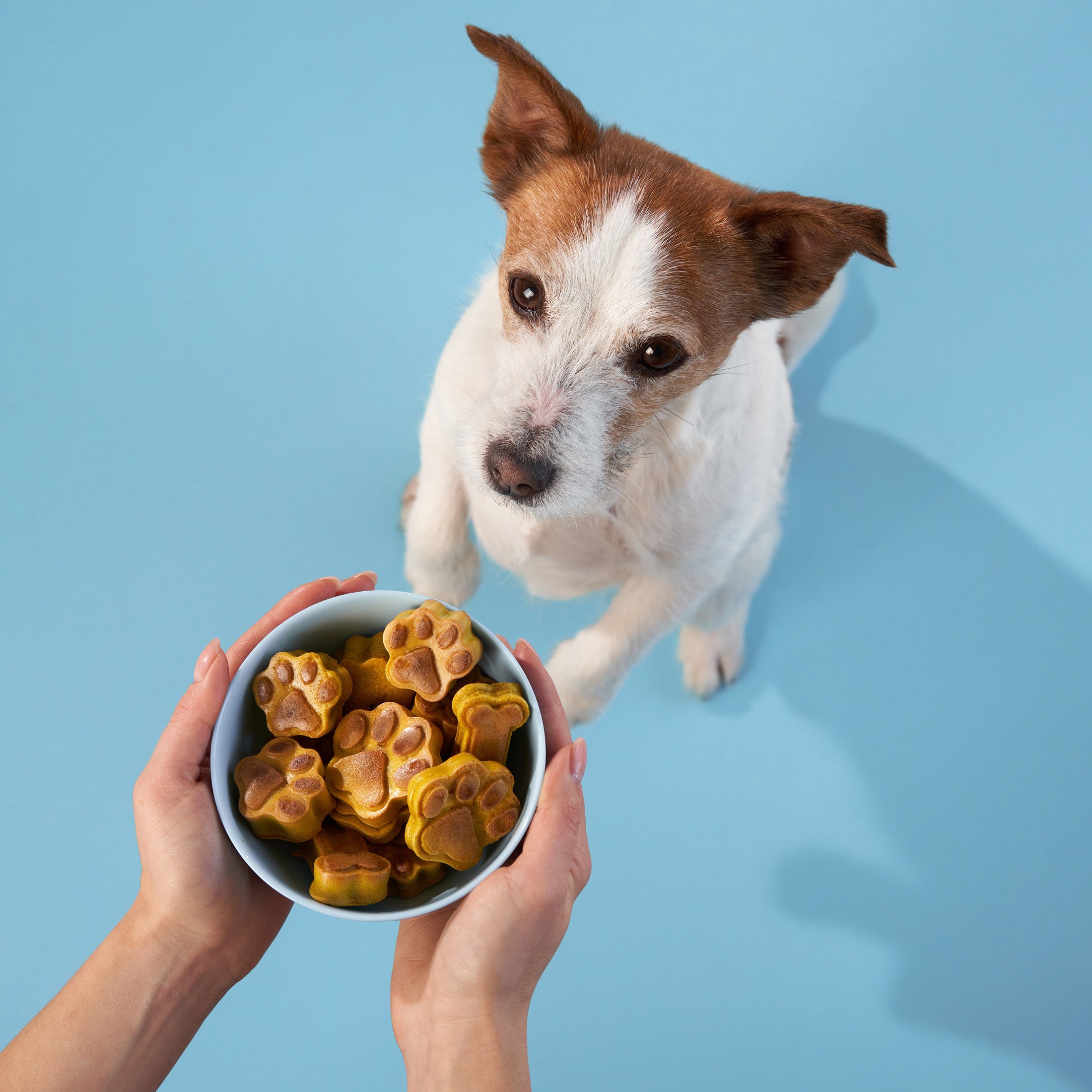 BoneItUp® Homemade Dog Treats Kit