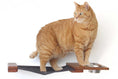 Load image into Gallery viewer, Dog Proof Cat Feeder - Wall-Mounted - Raised

