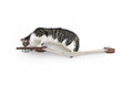 Load image into Gallery viewer, Dog Proof Cat Feeder - Wall-Mounted - Raised
