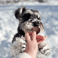 Load image into Gallery viewer, Holiday Chips for Dogs

