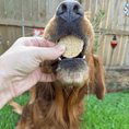 Load image into Gallery viewer, Snack Stuffers Mini Dog Treat Bags
