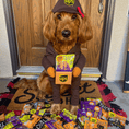 Load image into Gallery viewer, Halloween Dog Treat Snack Pack 24-Piece Bundle
