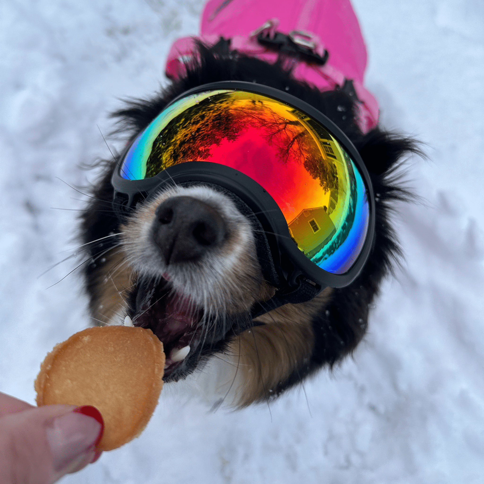 Holiday Chips for Dogs