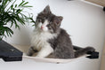 Load image into Gallery viewer, Cat Hammock Wall with Planter
