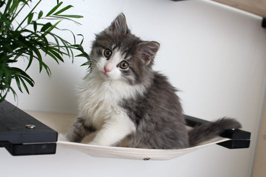 Cat Hammock Wall with Planter