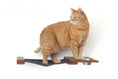 Load image into Gallery viewer, Dog Proof Cat Feeder - Wall-Mounted - Raised
