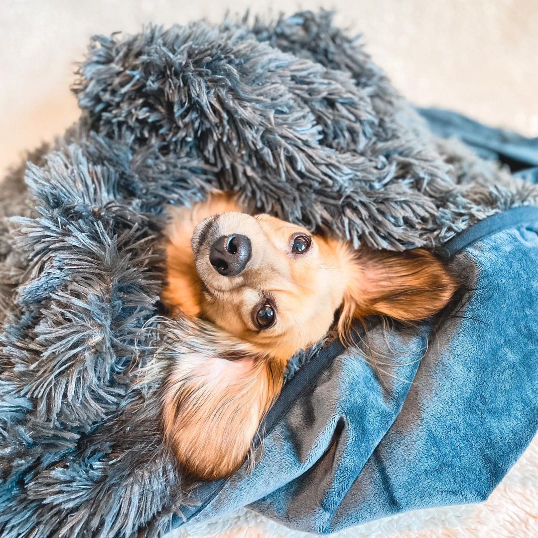 Dog Throw String Dog Throw Blankets | PawProof™ by Alpha Paw