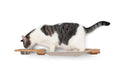 Load image into Gallery viewer, Dog Proof Cat Feeder - Wall-Mounted - Raised
