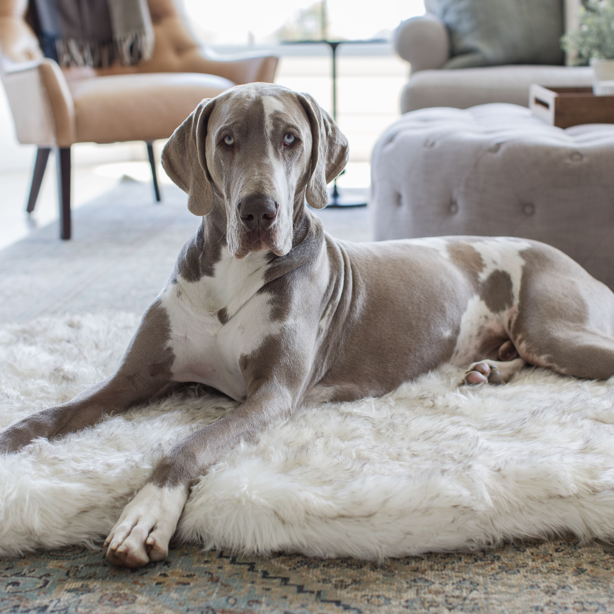 PupRug™ Faux Fur Orthopedic Dog Bed - Curve White with Brown Accents