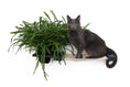 Load image into Gallery viewer, Cat Hammock Wall with Planter

