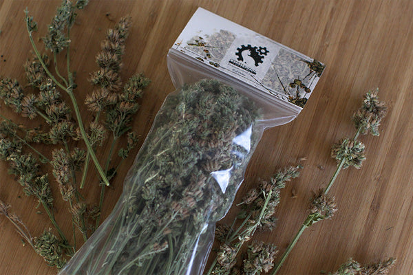 Catnip Buds - Dried & Organic