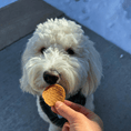 Load image into Gallery viewer, Holiday Chips for Dogs
