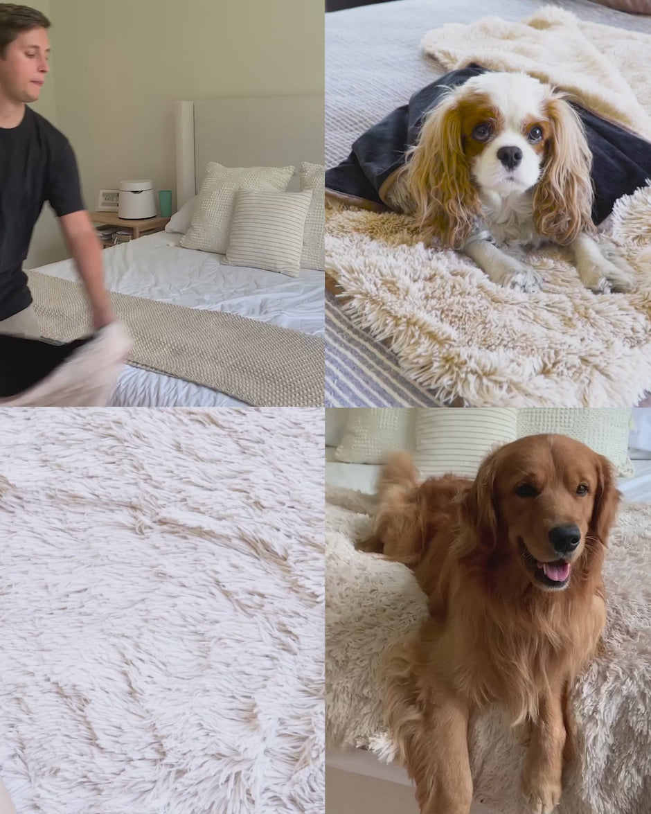 PawProof Blanket Testimonial