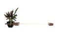 Load image into Gallery viewer, Cat Hammock Wall with Planter
