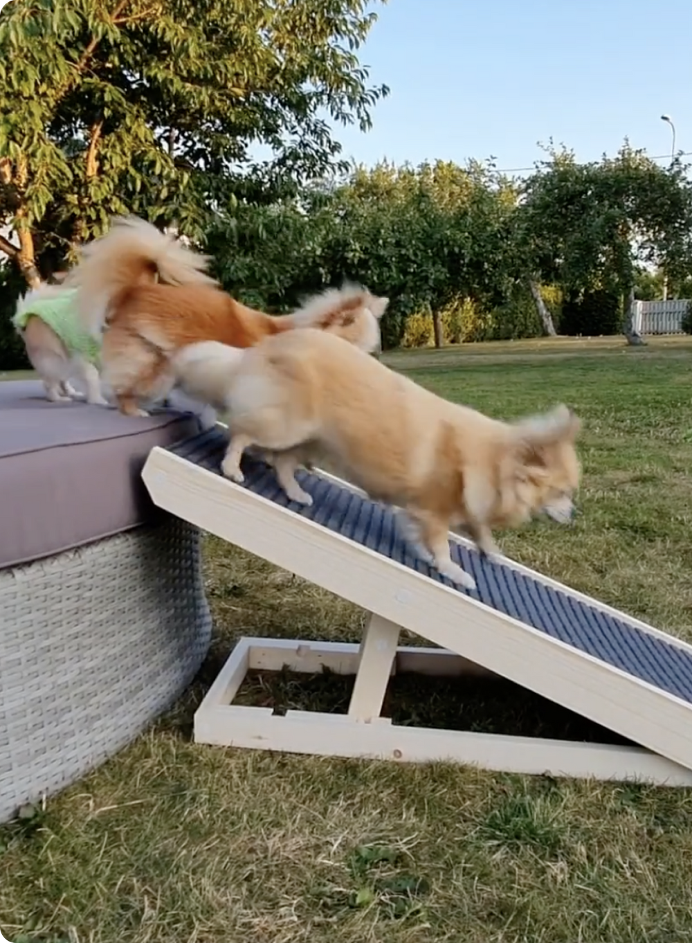 How to Train your Dog to use a Dog Ramp – Alpha Paw