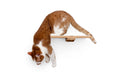 Load image into Gallery viewer, Cat Perch - Wall Mounted and Wooden
