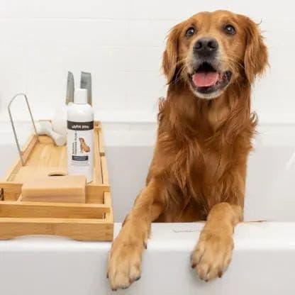 Allergy Itch Relief Shampoo | Alpha Paw