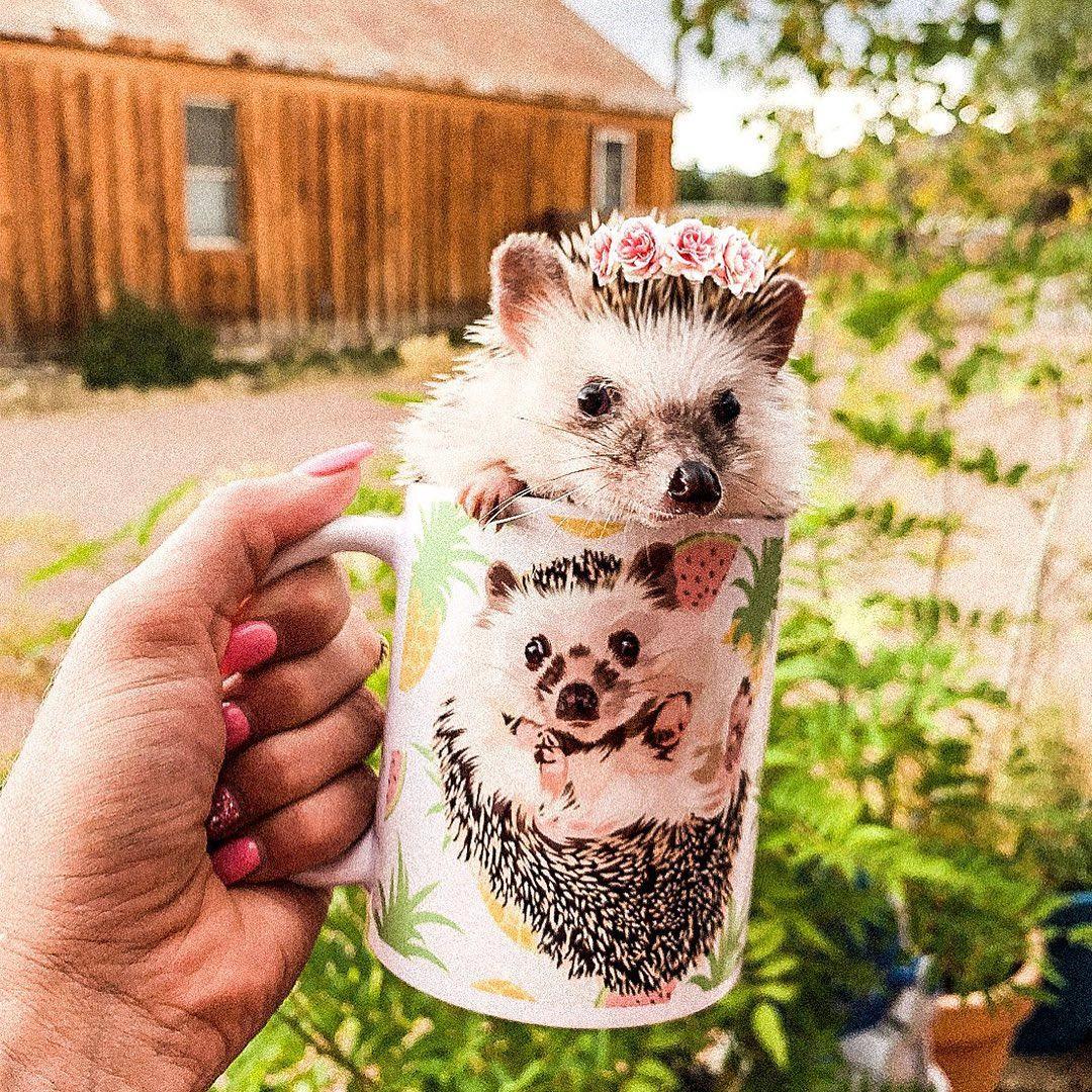 Custom Pet Coffee Mug | Alpha Paw