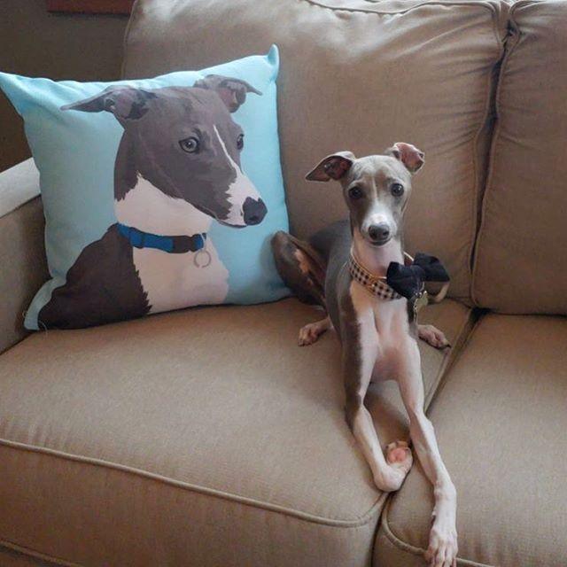 Custom Pet Couch Pillow with Cover | Alpha Paw