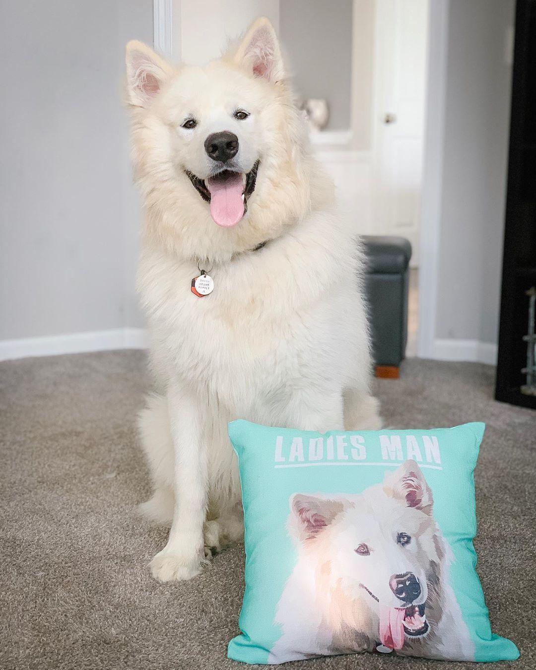 Custom Pet Couch Pillow with Cover | Alpha Paw