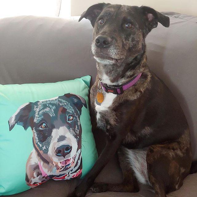 Custom Pet Couch Pillow with Cover | Alpha Paw