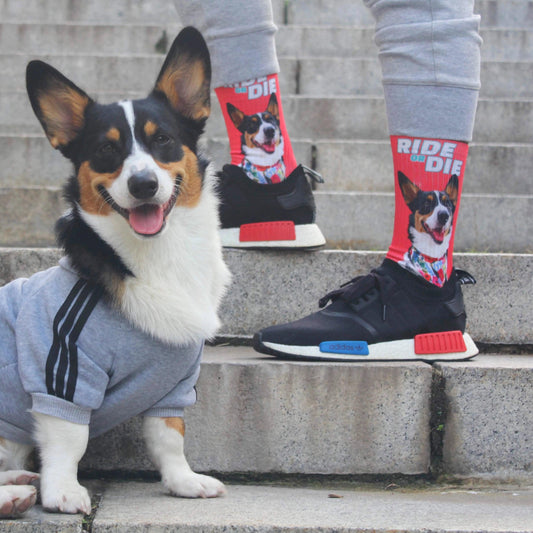 Custom Pet Socks | Alpha Paw