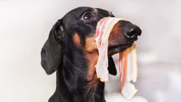 7 foods not to feed your wiener