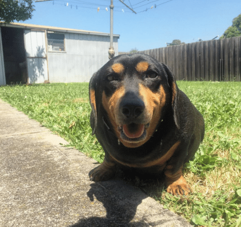 5 tips for new dachshund owners