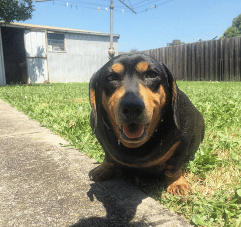 Tips For New Dachshund Owners