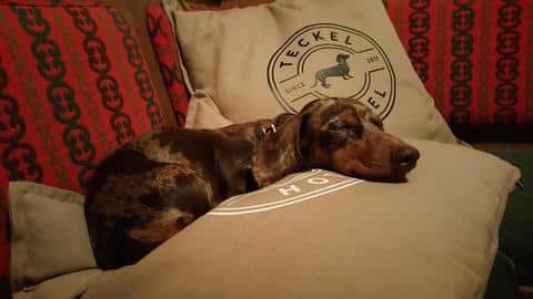 A hotel for sausage dog lovers: the teckel hotel tirol