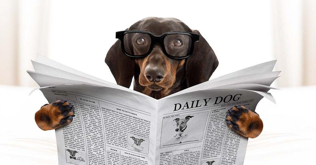 7 Fun Things You Didn’t Know About Dachshunds