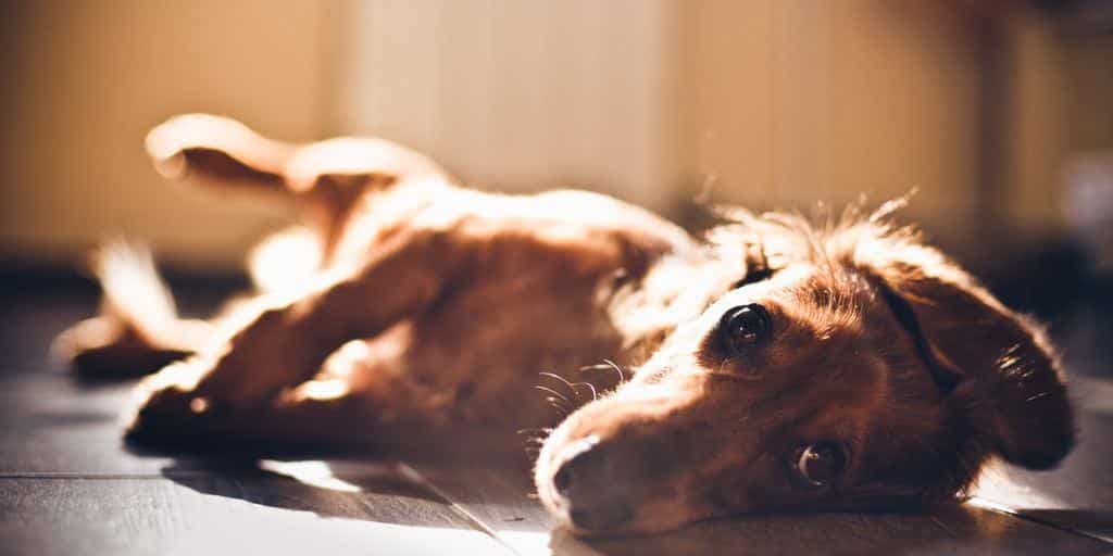 7 fun things you didn’t know about dachshunds