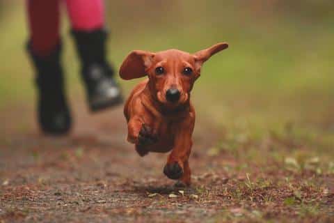 Giving your dachshund the right diet