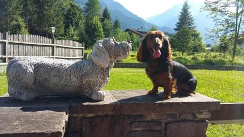 A hotel for sausage dog lovers: the teckel hotel tirol