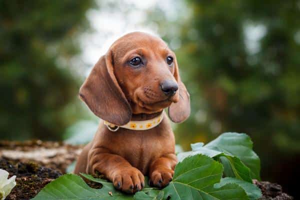 5 ways owning a doxie is beneficial to your health