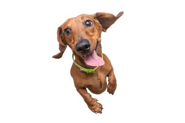 5 ways owning a doxie is beneficial to your health
