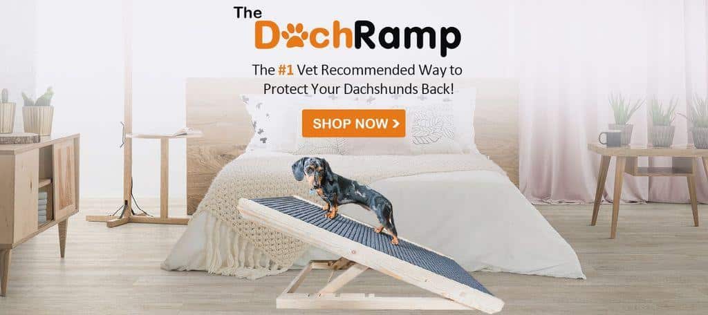 dachshund ramp