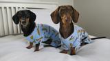 10 dachshunds who are ready for fall!