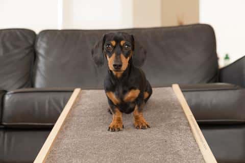 5 more tips for new dachshund owners