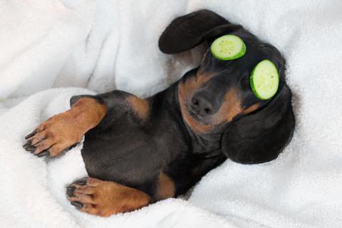 Why Dachshunds Are More Popular Than Ever | Alpha Paw