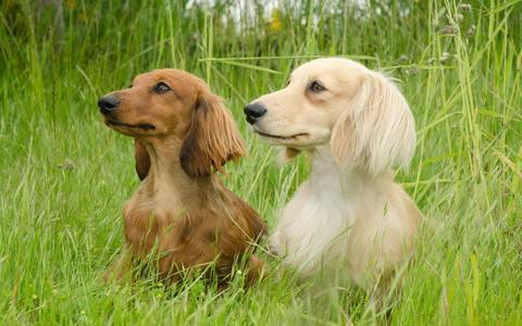 5 Tips for New Dachshund Owners