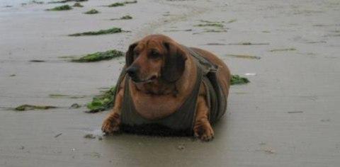 The Incredible Weight Loss Story Of Obie The Dachshund