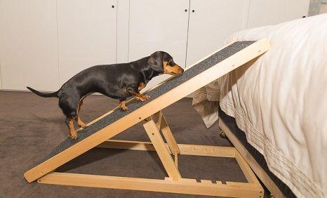 Dachshund wins ultimate tug-o-war