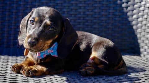 13 Of The Cutest Darn Dachshunds You’ve Ever Seen!