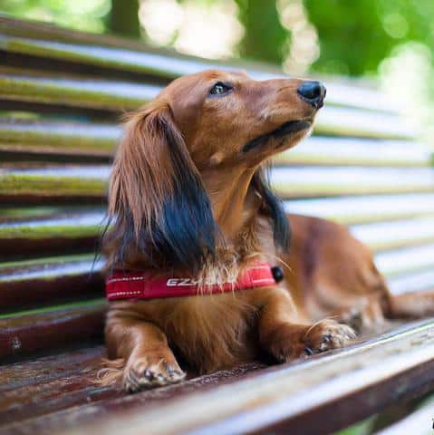 Cute dachshunds